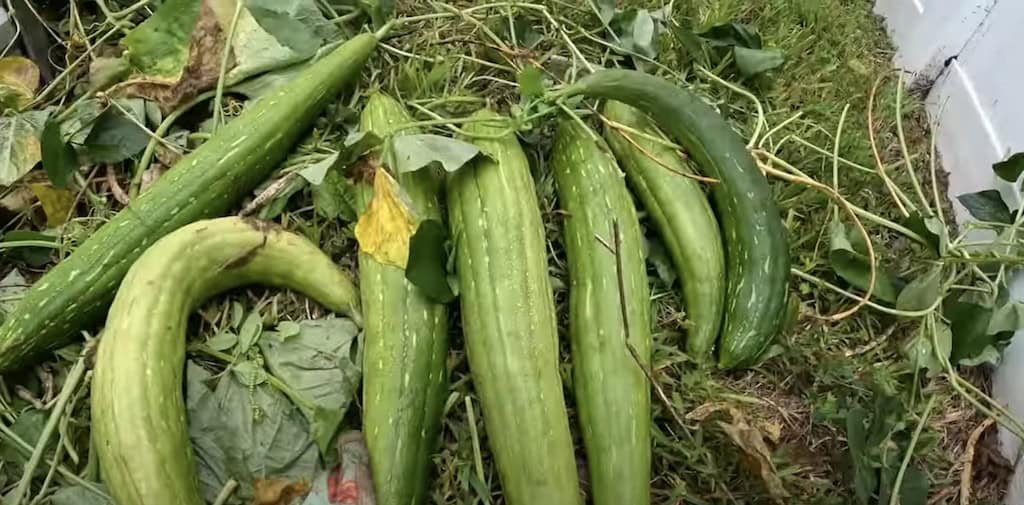 florida summer vegetables